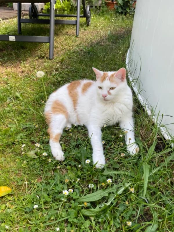 Fynn
