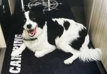 Chico