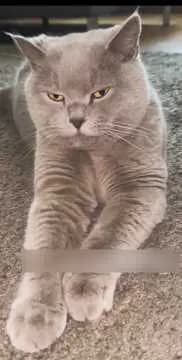 Joschi