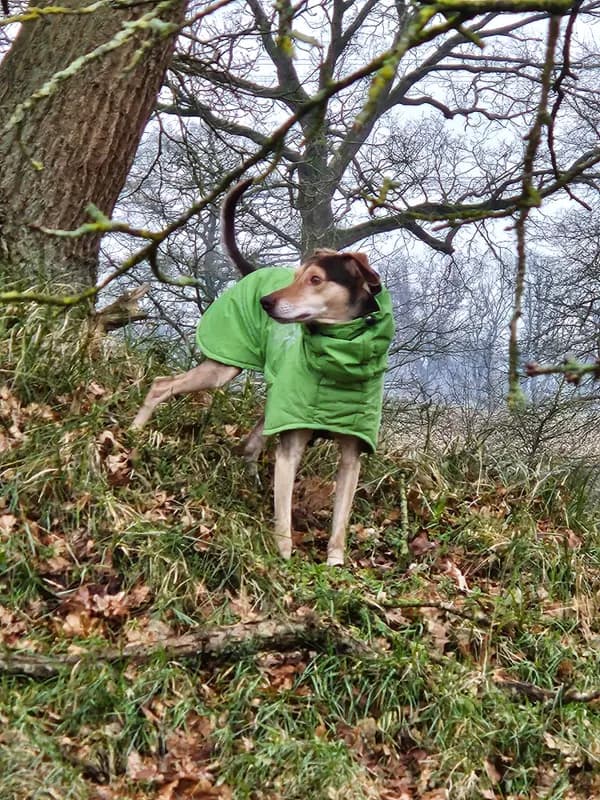 Emil. Ist nicht mein Hund