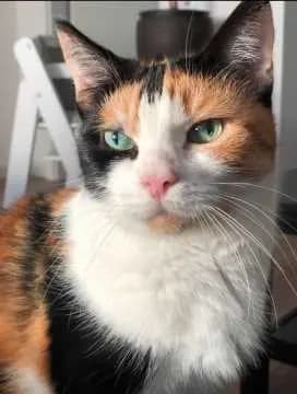 Susi