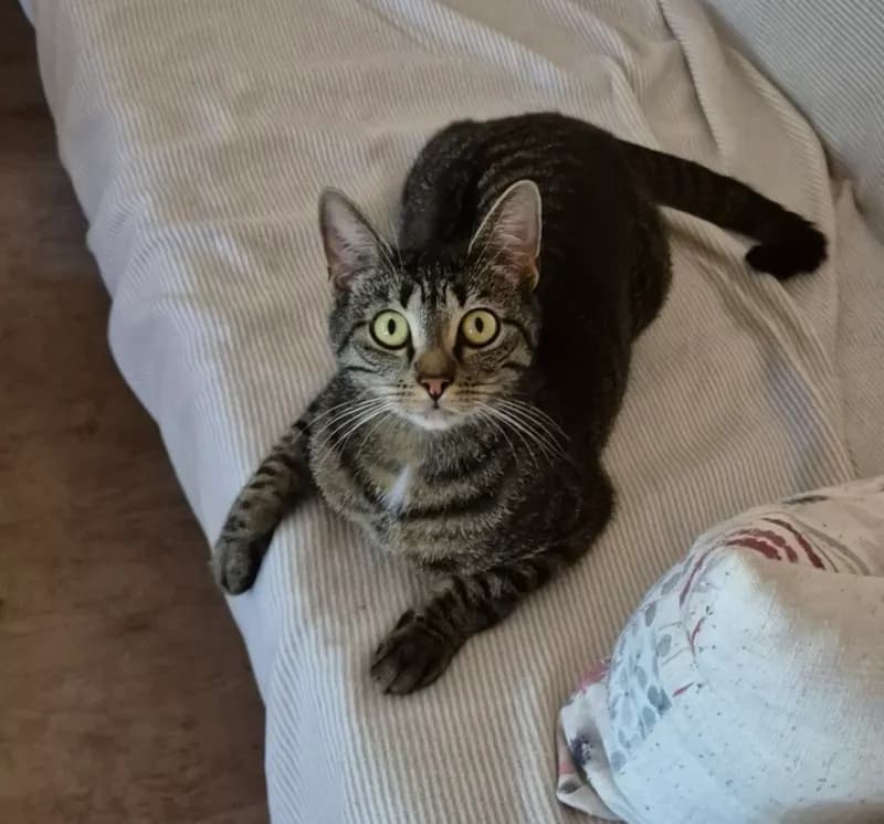 Mila