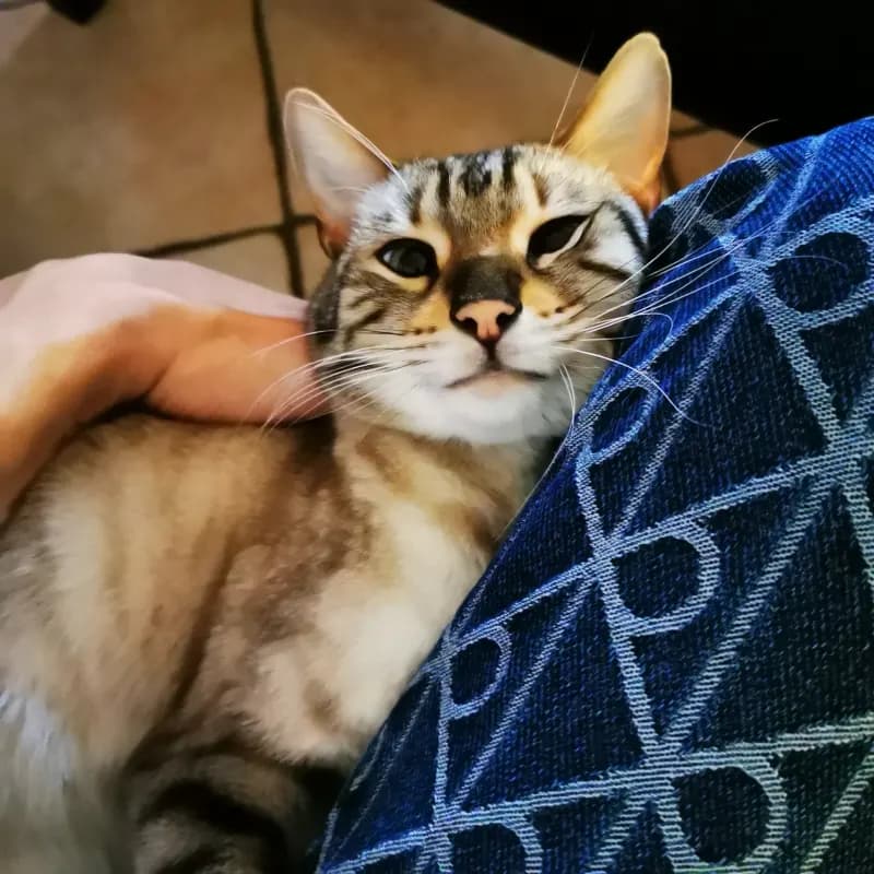 Baghira