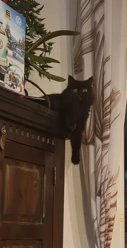 Fibi