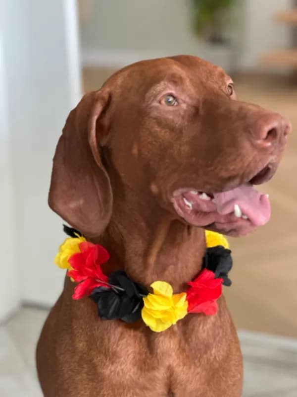 Chewie