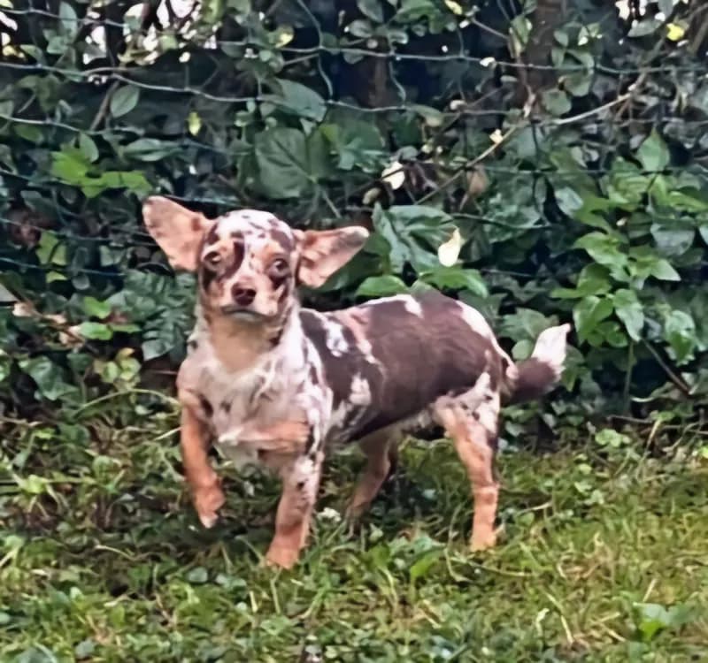 Abby