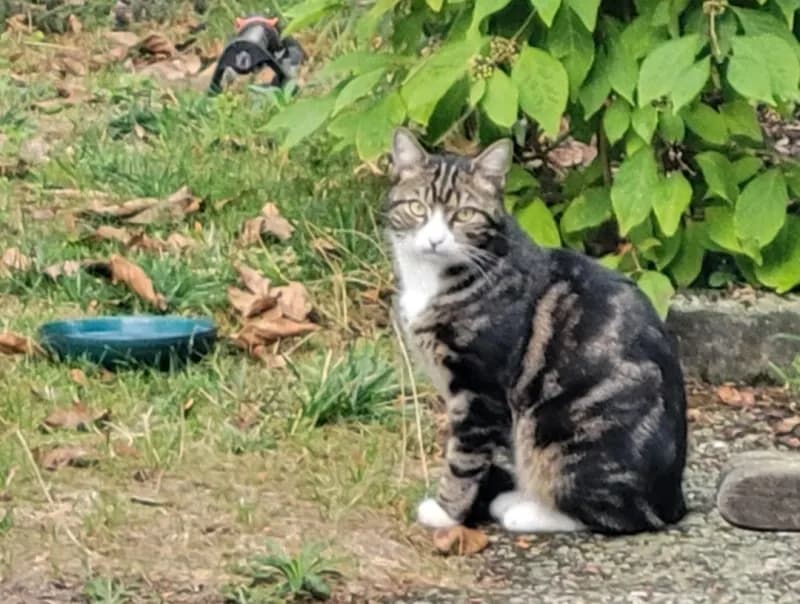 Pablo