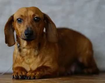 Lola