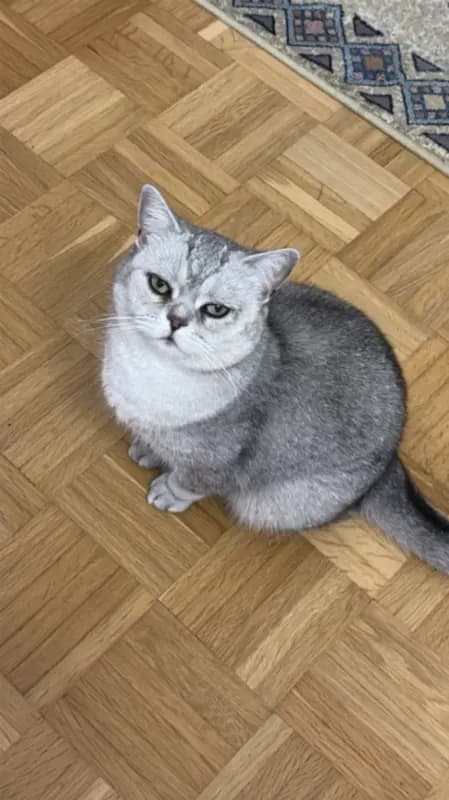 Nazli