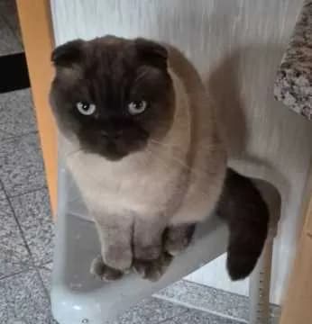 Kescha