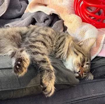 Theodor