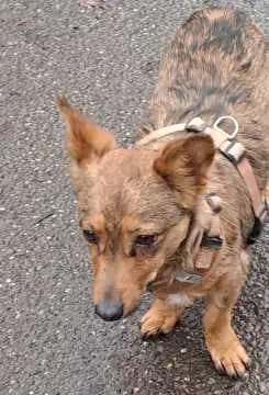 Tobi