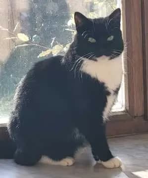 Felix