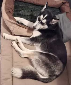 Maya