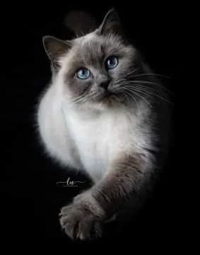 Sissi