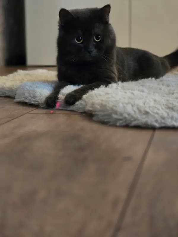 Odin
