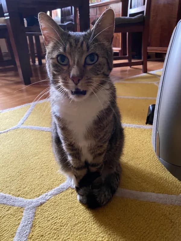 Mingus
