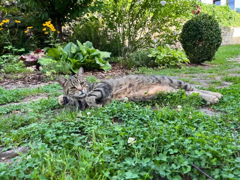 Cleo