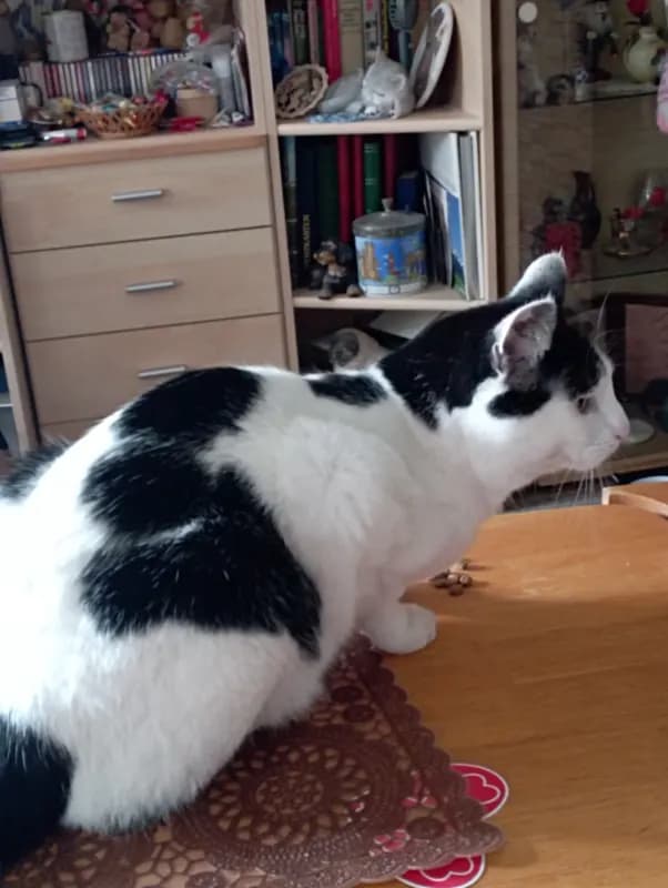 Püppi