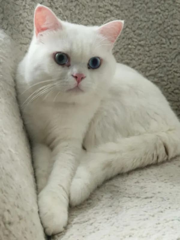 Weißer Kater