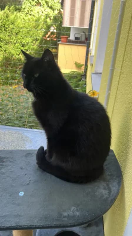 Tiquila