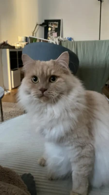 Minou