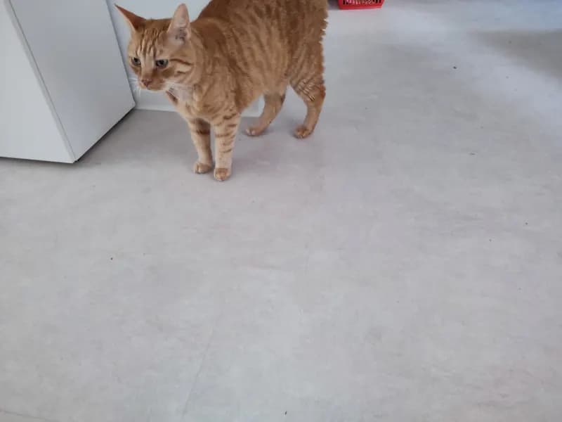 Max