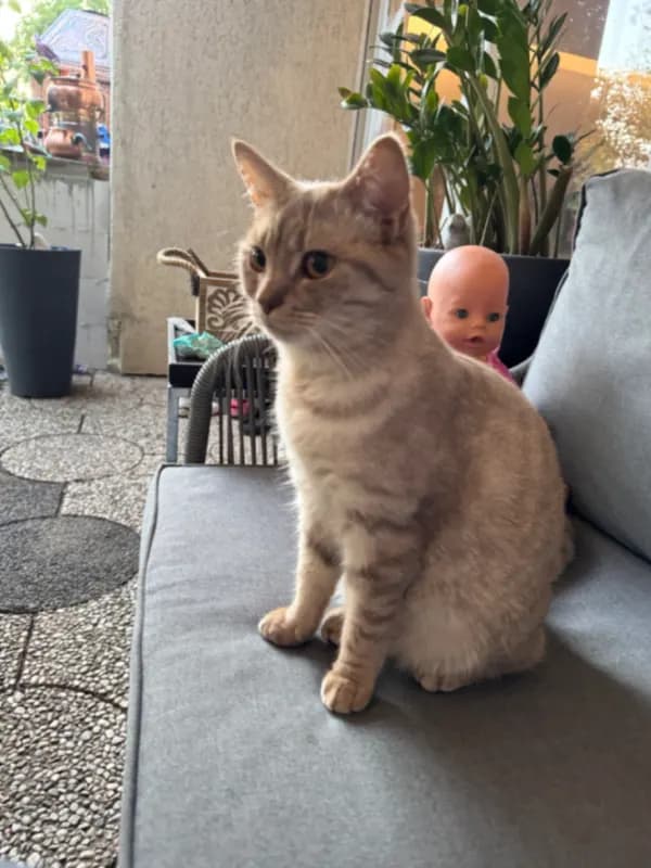 Lulu