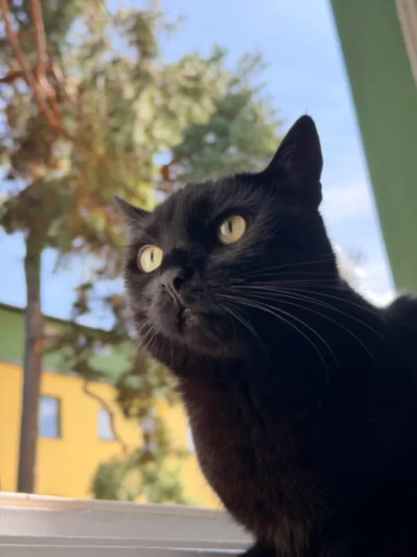 Mogli