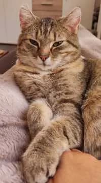 Lotti