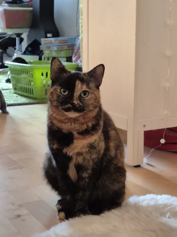 Lola