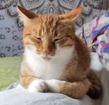 Lando