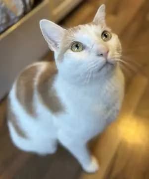 Finnegan