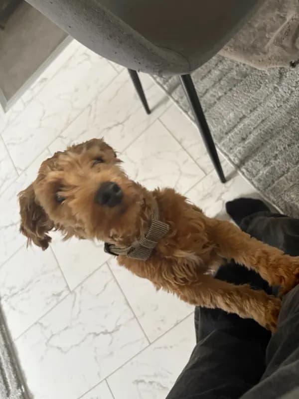 Yogi