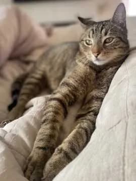 Carlo