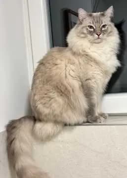 Vladimir