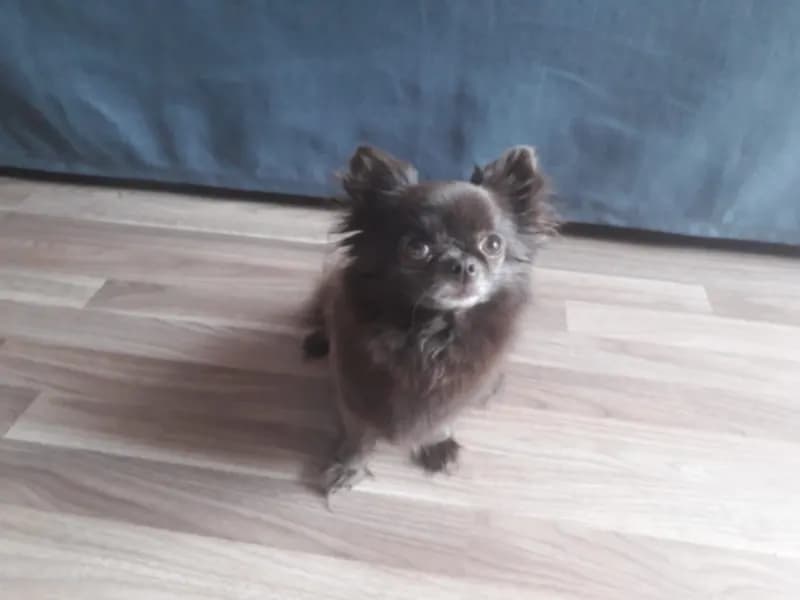 Mascha
