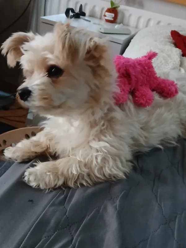 Penny