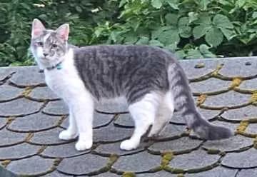 Findus