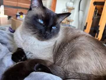Smocky