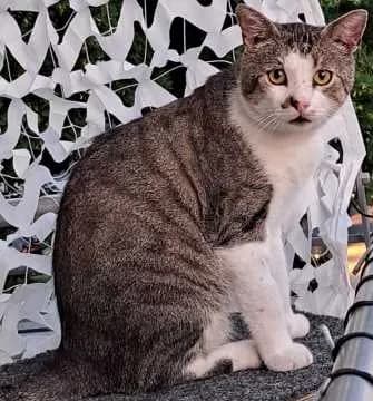 Otto