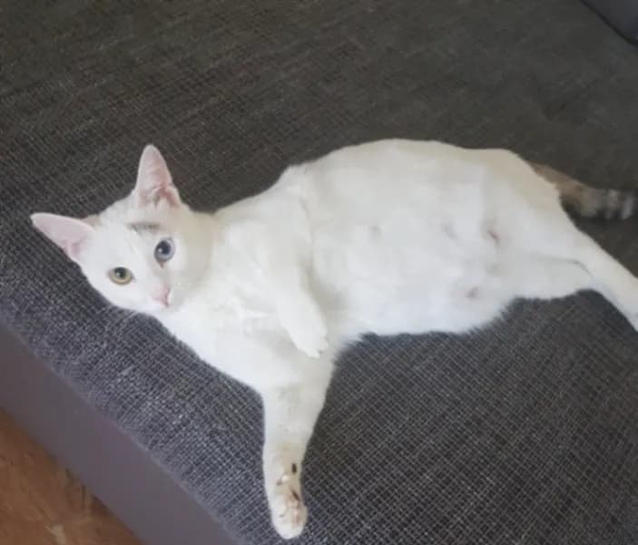 Melek