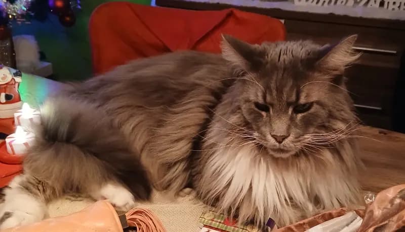Robin Maine Coon Kater