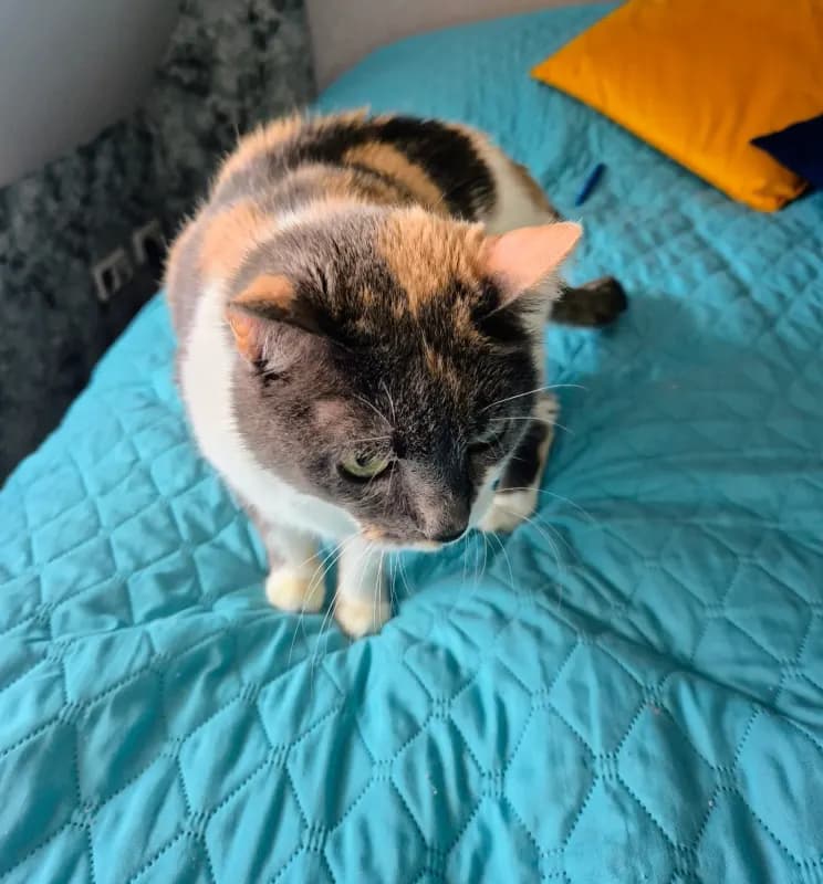 Megan
