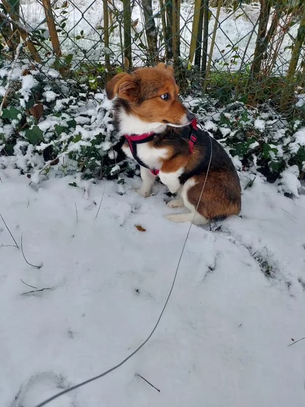 Lilou