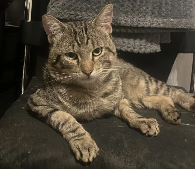 Kitty