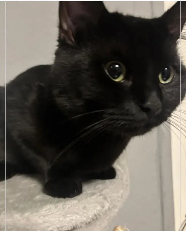 Pasha