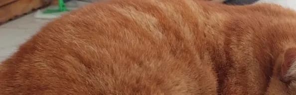 Kater