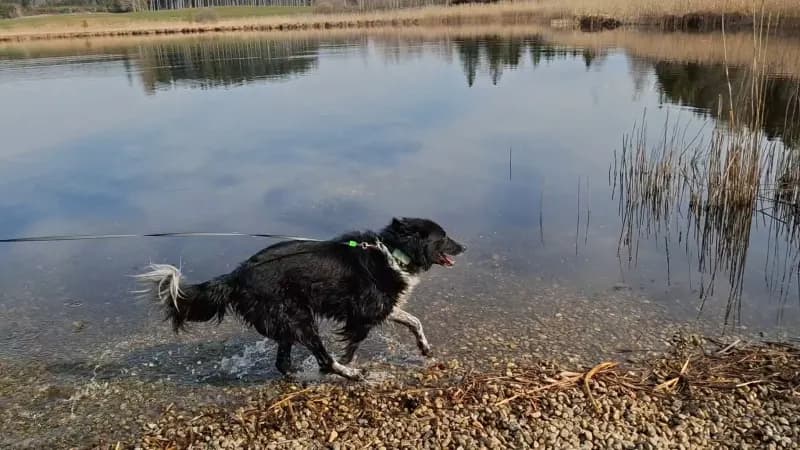 MERLIN