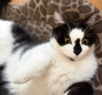 Casper